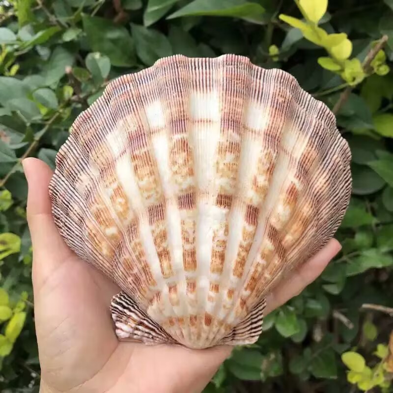 Aquarium Queen Fish - Nuove Fette Naturali di Conchiglia Regina,