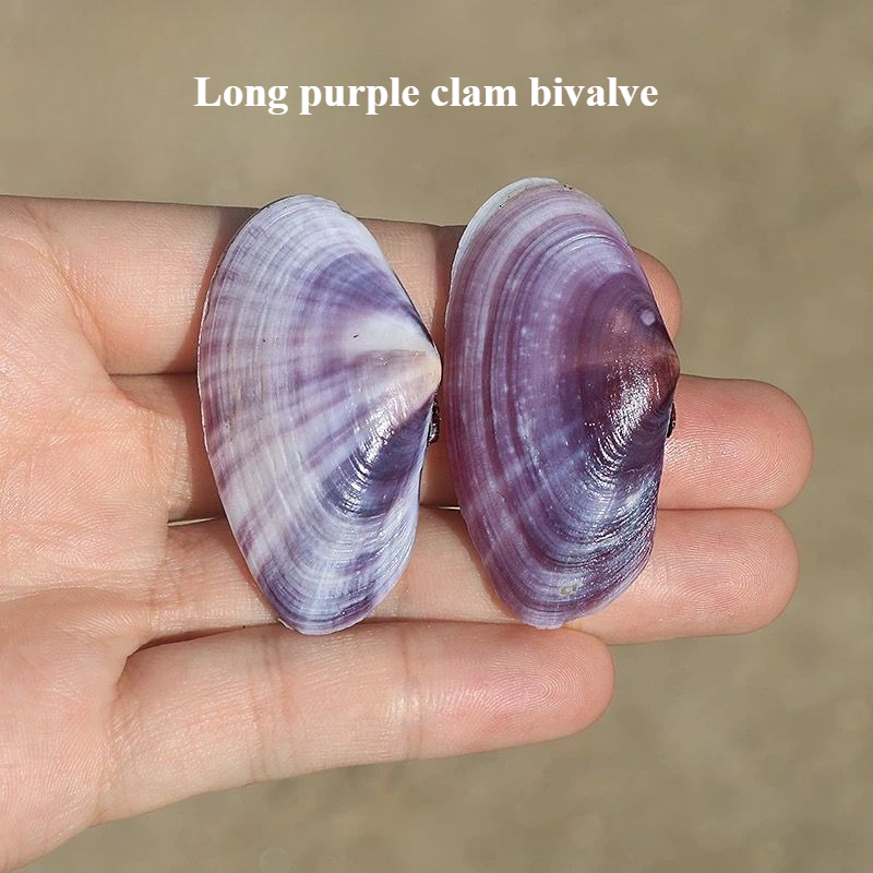 Lungo vongole viola Conchiglia - Aquarium Fish Farm recensione e prezzo