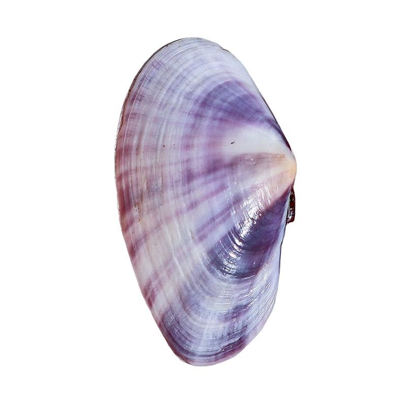Lungo vongole viola Conchiglia - Aquarium Fish Farm recensione e prezzo