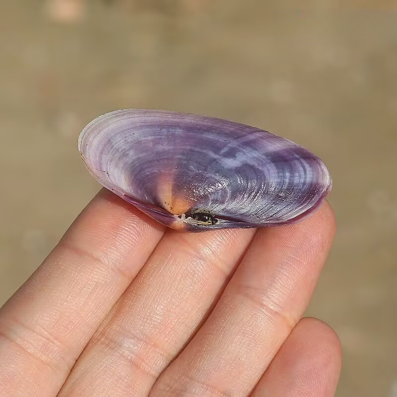 Lungo vongole viola Conchiglia - Aquarium Fish Farm recensione e prezzo