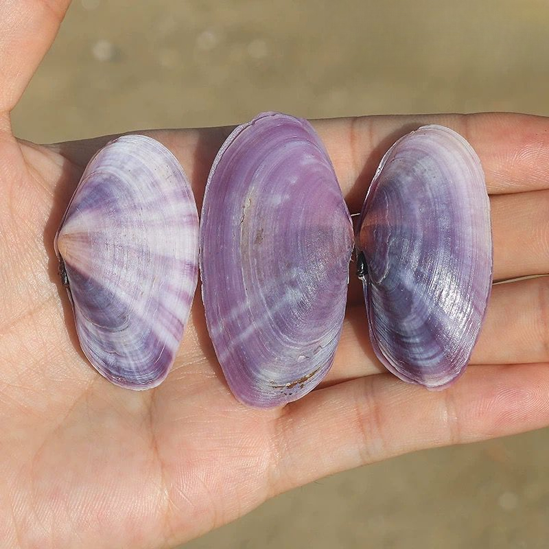 Lungo vongole viola Conchiglia - Aquarium Fish Farm recensione e prezzo