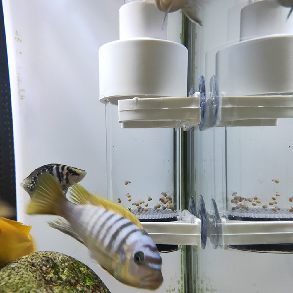 Incubatrice per uova di ciclid - Aquarium Fish Eggs recensione e prezzo
