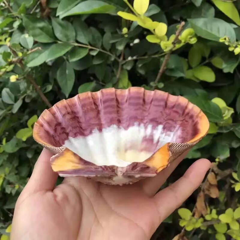 Nuove Fette Naturali di Conchi - Aquarium Queen Fish recensione e prezzo